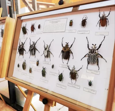 Insectario de Chile Slide 3