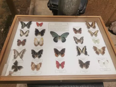 Insectario de Chile Slide 1